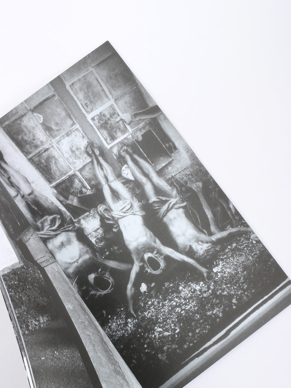 Ron Morelli/Animal Parts: decaying world photos 2009-2018